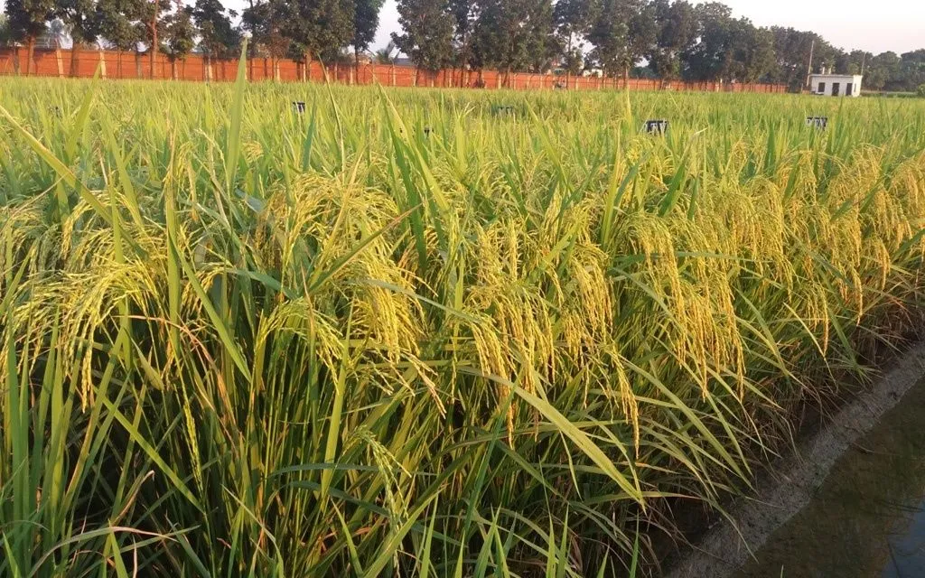 স্মার্ট রাইস: জলবায়ু সঙ্কটে নীরব বিপ্লব