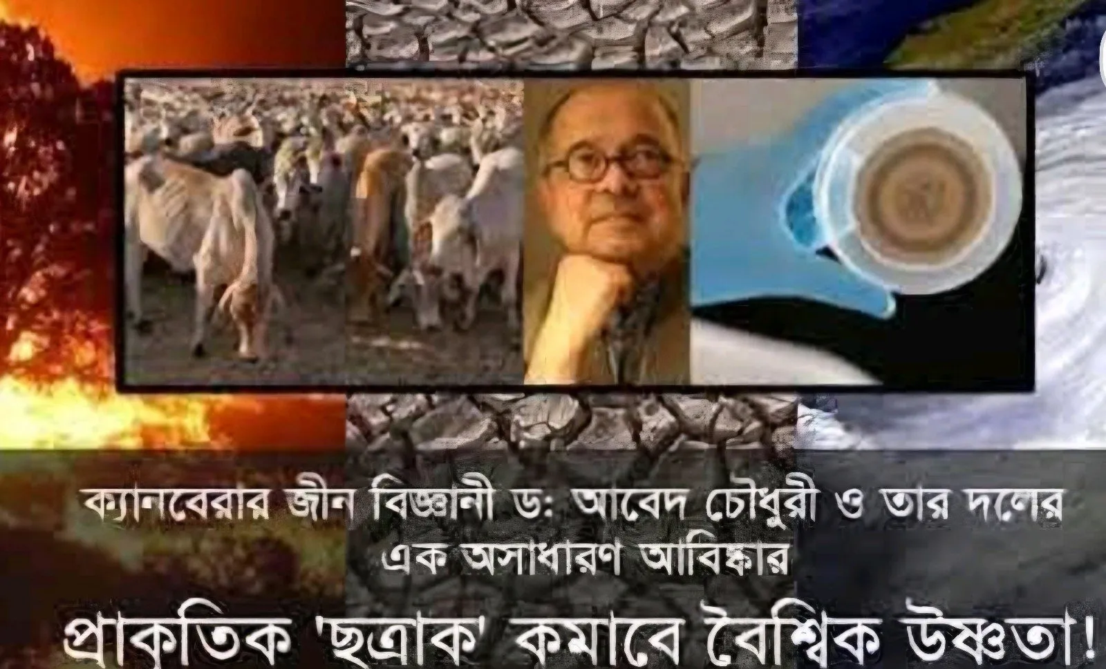 মিথেন যুদ্ধ: জলবায়ু পরিবর্তন রোধে নতুন হাতিয়ার ছত্রাক