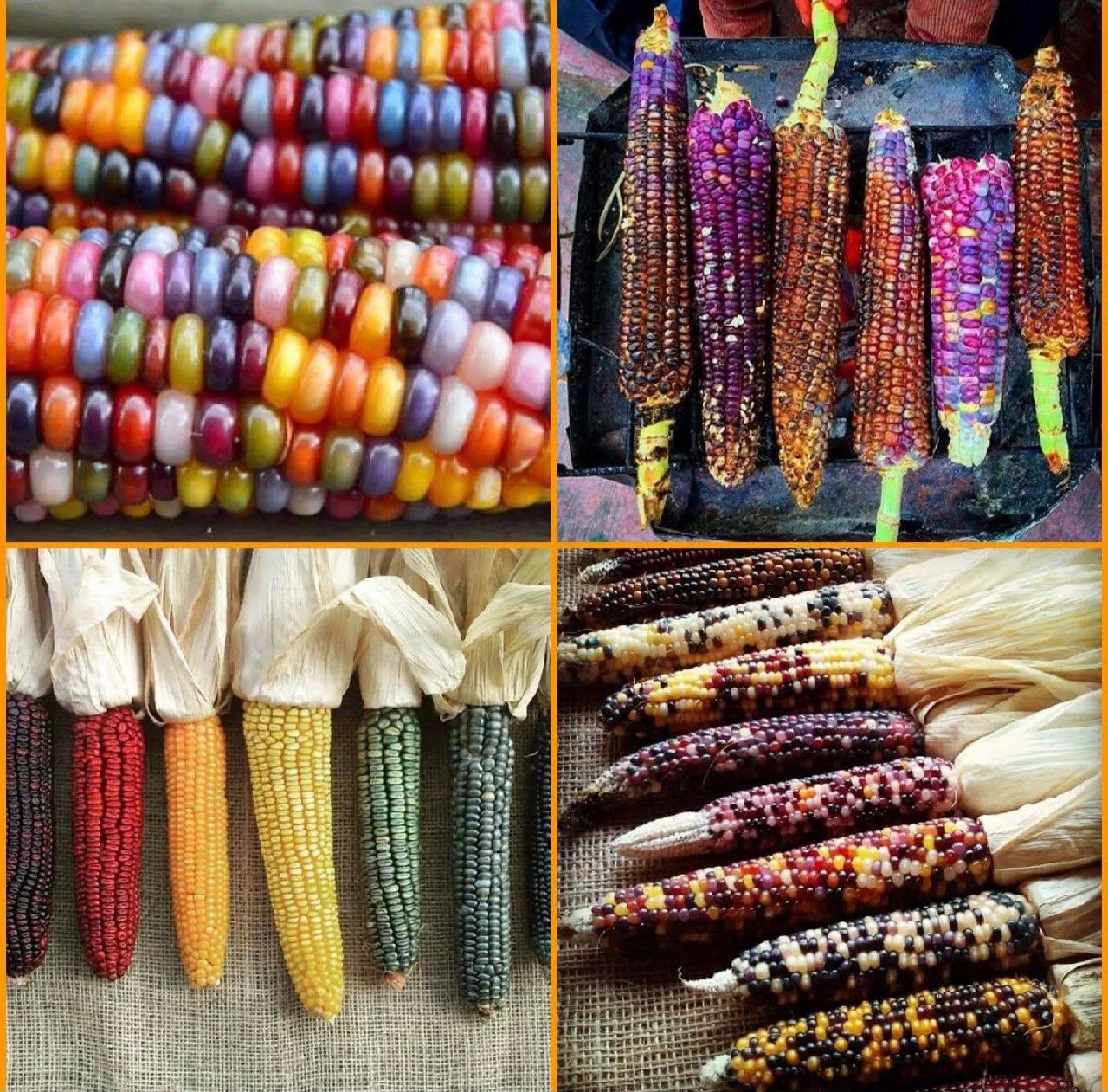 Rainbow Corn Genetics: The Art and Science of Diversity