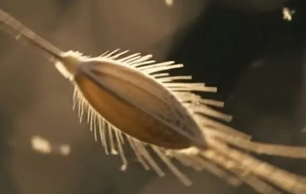 What Did the Ancestors of Rice Look Like?