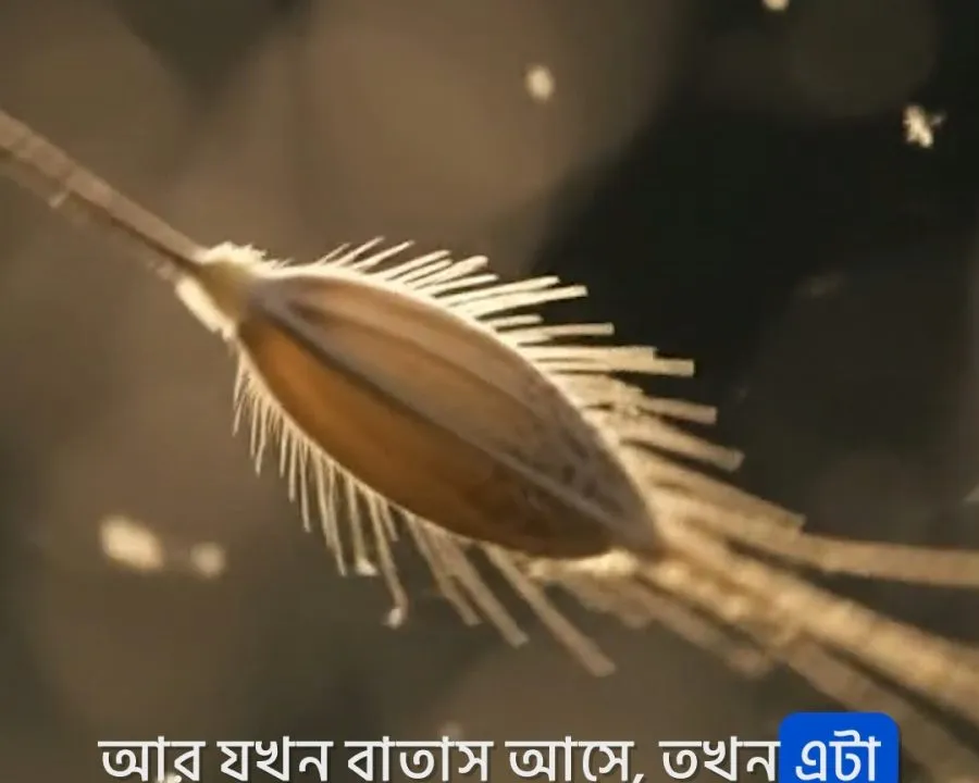 চাষের ধানের আদি জননী দেখতে কেমন ছিল? 🌾