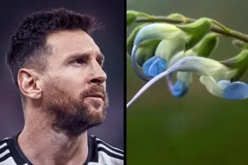 মেসির নামে নতুন ফুল: সালভিয়া মেসিয়াই