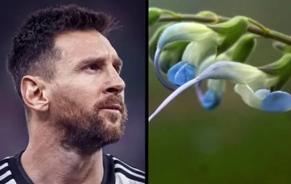 মেসির নামে নতুন ফুল: সালভিয়া মেসিয়াই